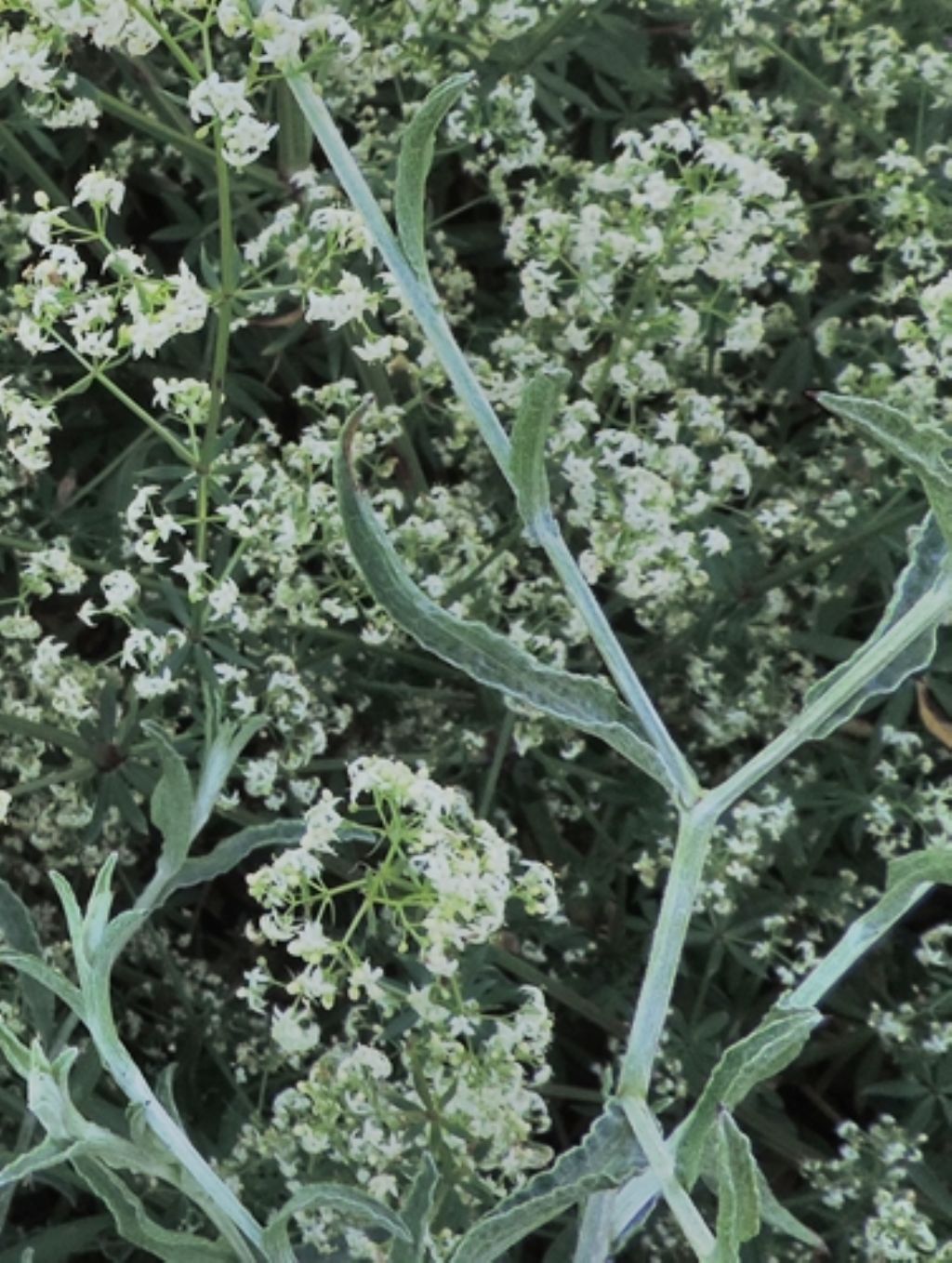 Cespuglio bianco - Galium sp.